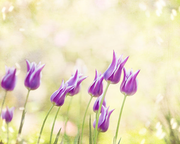 Yellow Purple Tulip Flower Photography by Carolyn Cochrane