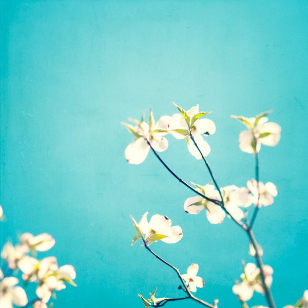 Aqua Blue Flower Pictures by carolyncochrane.com