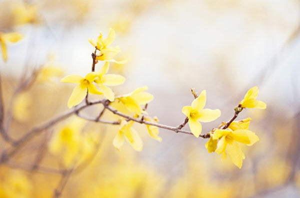 Yellow Forsythia Flower Photography by carolyncochrane.com