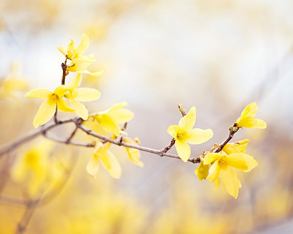 Yellow Nature Photography, Set of 3