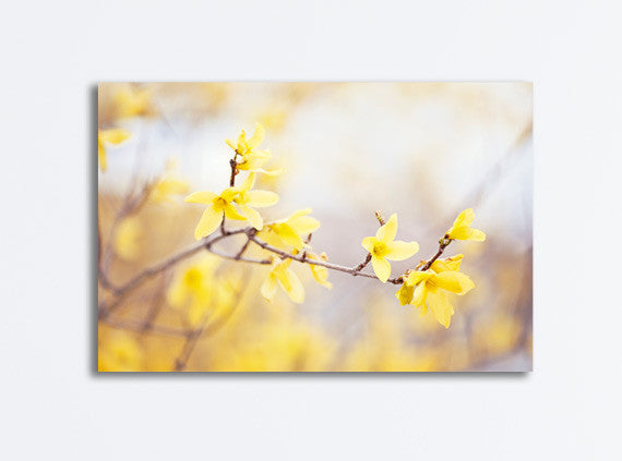 Yellow Forsythia Flower Canvas Photography by carolyncochrane.com