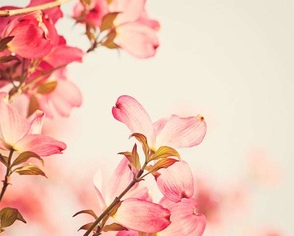 Coral Pink Dogwood Flower Photography Art by Carolyn Cochrane