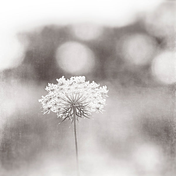 Grey Nature Photo Art by carolyncochrane.com