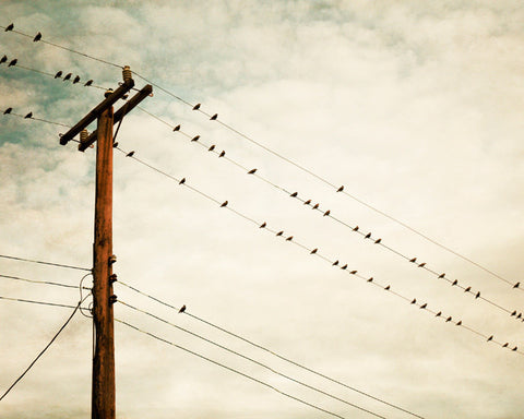 Beige Bird on Wire Photography by carolyncochrane.com