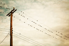 Beige Bird on Wire Photography by carolyncochrane.com