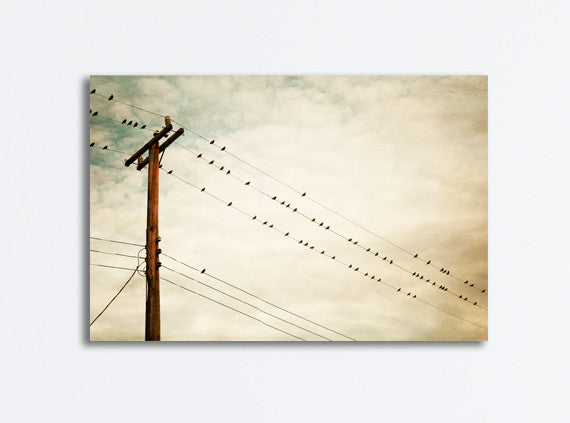 Beige Bird on Wire Canvas Photography by carolyncochrane.com