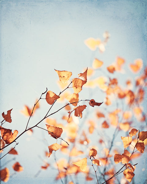 Nature Autumn Photography by carolyncochrane.com