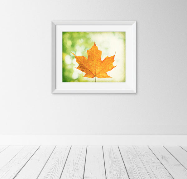 Maple Leaf Photography by carolyncochrane.com
