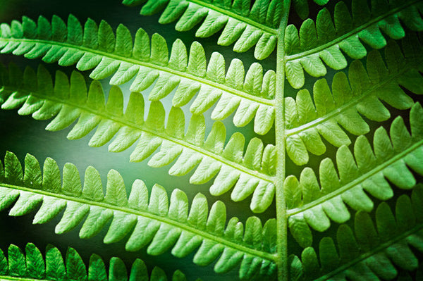 Green Fern Leaf Art by carolyncochrane.com