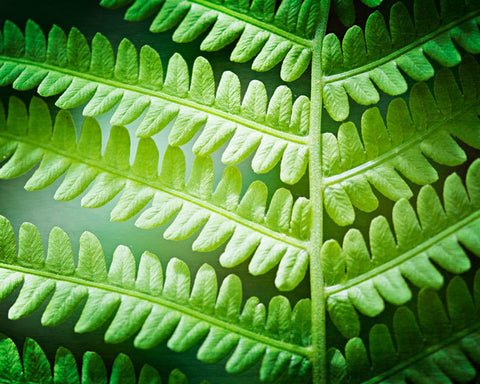 Green Fern Leaf Art by carolyncochrane.com
