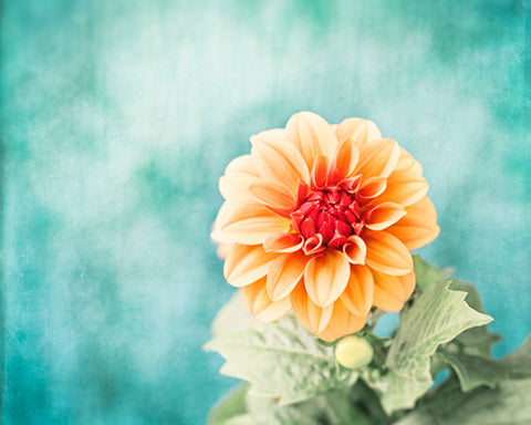 Aqua Blue Orange Flower Photography by carolyncochrane.com
