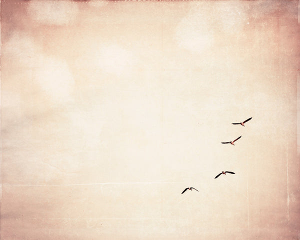 Peach Flying Birds Photography by carolyncochrane.com