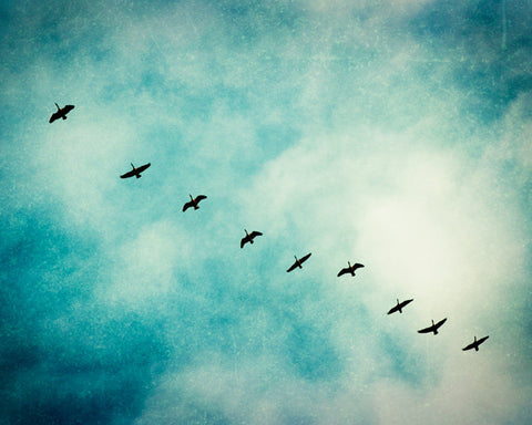 Teal Birds Flying Photograph by carolyncochrane.com