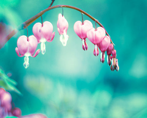 Teal Pink Bleeding Hearts Flower Photography by carolyncochrane.com