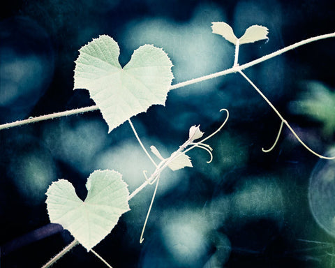 Heart Nature Photography Art by carolyncochrane.com