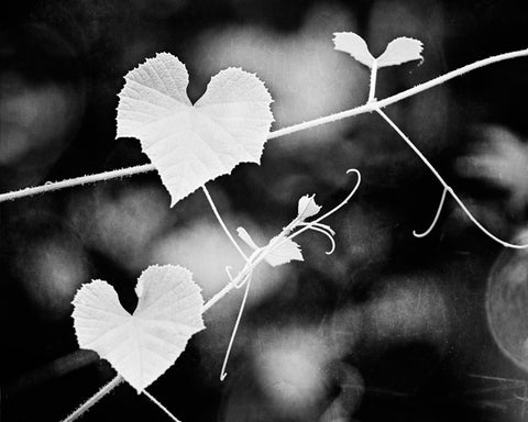 Black and White Heart Nature Photo by carolyncochrane.com