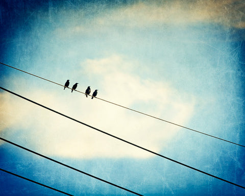 Blue Bird on Wire Photography by carolyncochrane.com