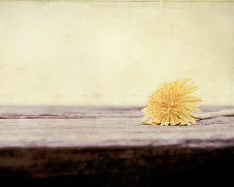 Pale Yellow Nature Art by carolyncochrane.com