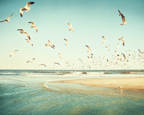 Birds Flying Beach Photography Print by carolyncochrane.com
