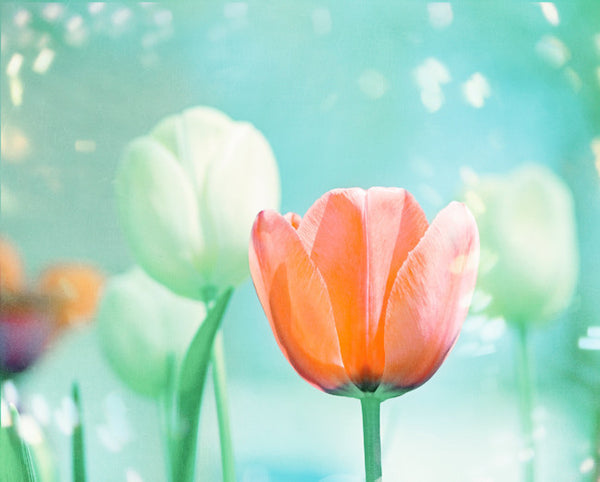 Colorful Tulip Wall Art by carolyncochrane.com