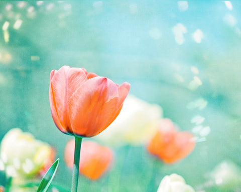 Aqua Orange Tulip Flower Photography by carolyncochrane.com
