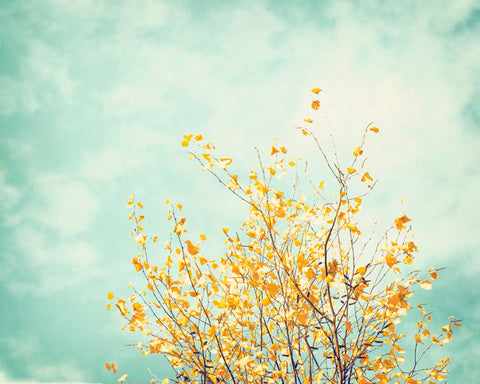 Mint Yellow Nature Decor, Photography by carolyncochrane.com