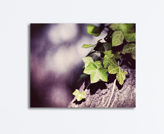 Purple Green Ivy Nature Photography by carolyncochrane.com