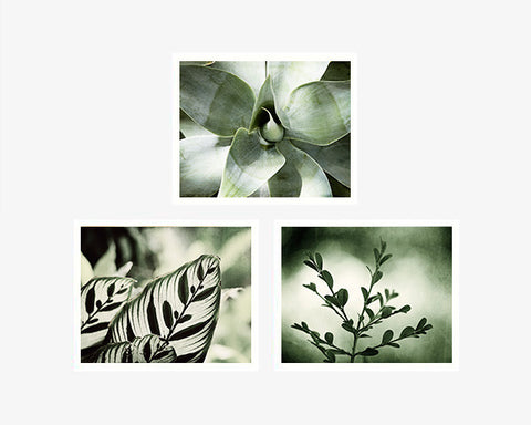 Green Nature Photography, Set of 3