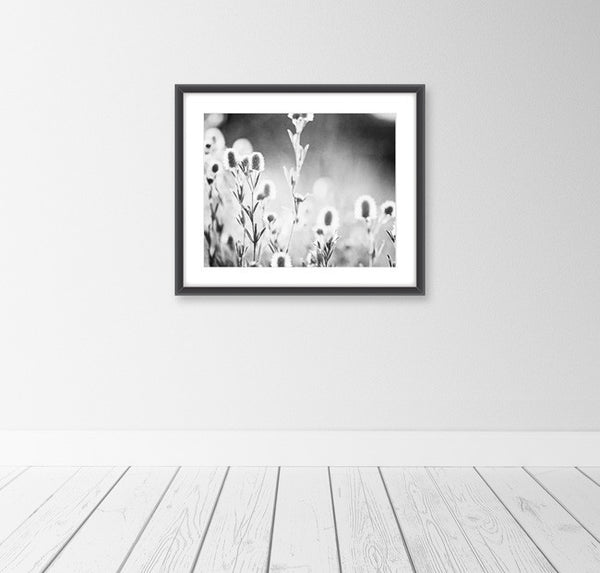 Black and White Nature Photography Print by carolyncochrane.com