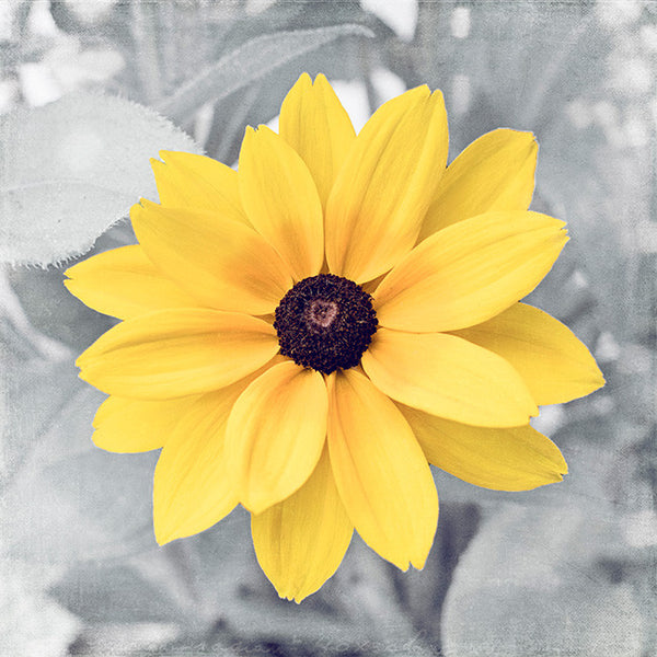 Yellow Grey Flower Photography, CarolynCochrane.com