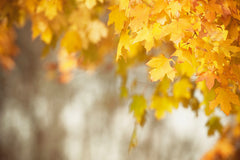 Autumn Leaves Photography by carolyncochrane.com | Orange Yellow Art