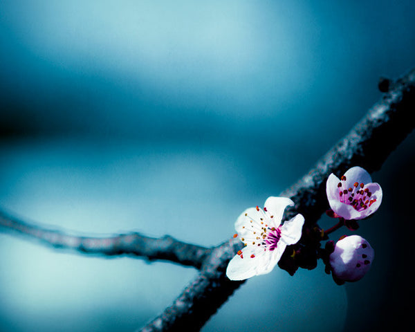Blue Flower Photography by carolyncochrane.com