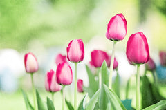 Tulip Photography Pictures by carolyncochrane.com
