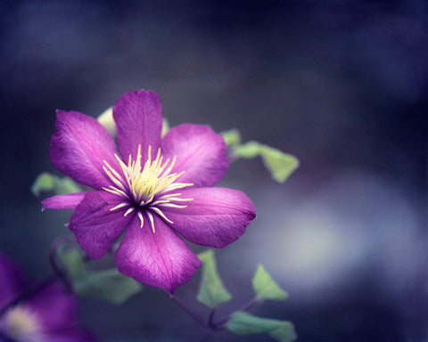 Dark Indigo Purple Flower Photography by carolyncochrane.com