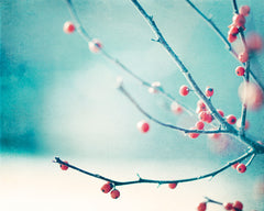Winter Photography Prints by carolyncochrane.com | Blue Red Berries