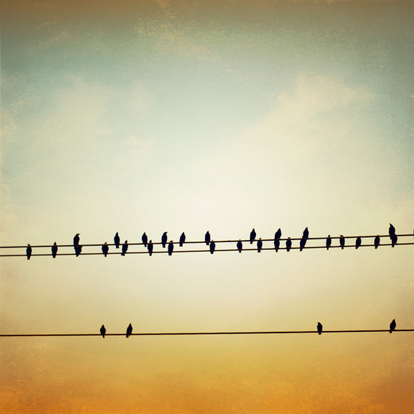 Birds on a Wire Art Photography by carolyncochrane.com