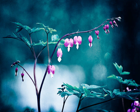 Dark Blue Pink Flower Photography by carolyncochrane.com
