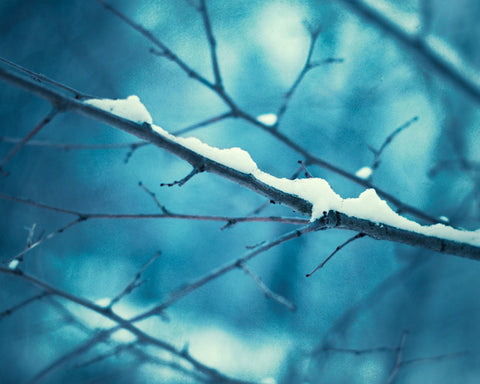 Blue Winter Wall Decor by carolyncochrane.com