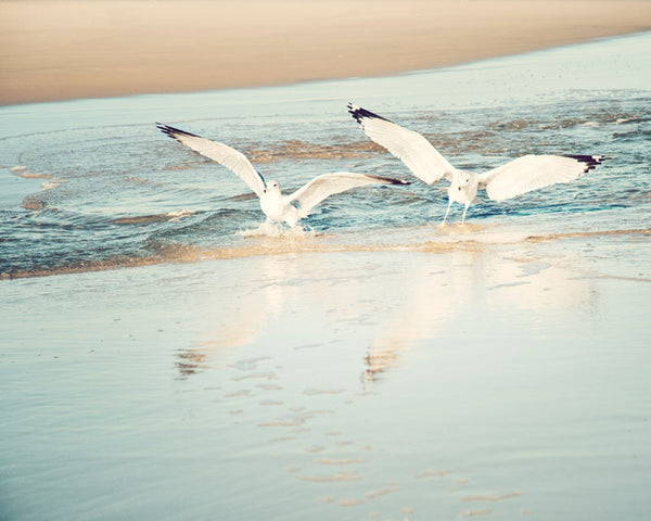 Seagulls Photography Art Print by carolyncochrane.com