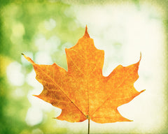 Maple Leaf Photography by carolyncochrane.com