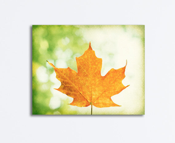 Maple Leaf Photography by carolyncochrane.com