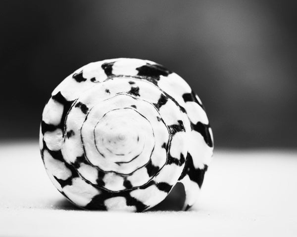 Black and White Seashell Art by carolyncochrane.com