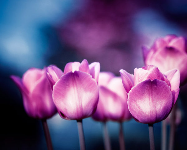 Pink Blue Flower Photography by carolyncochrane.com