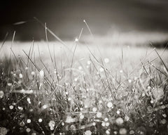 Black and White Dew Photo by carolyncochrane.com