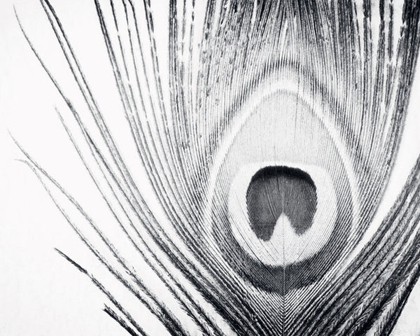 Black and White Peacock Feather Art by carolyncochrane.com