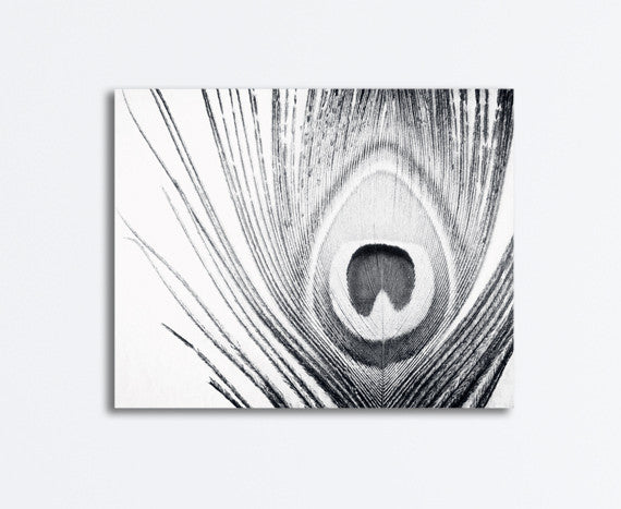 Black and White Peacock Feather Art by carolyncochrane.com