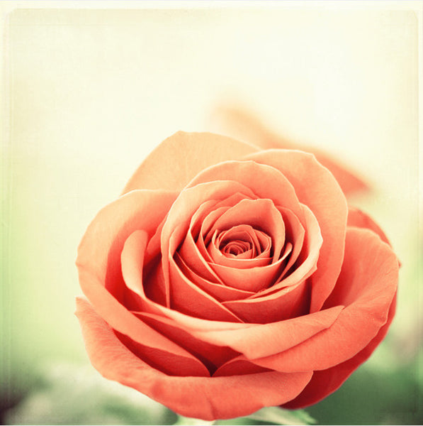 Rose Photography Art by carolyncochrane.com