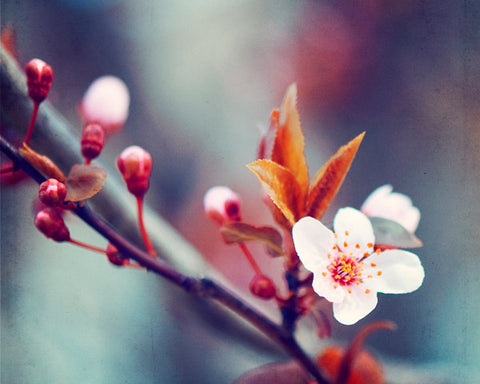 Spring Blossom Photography by carolyncochrane.com