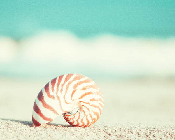 Seashell Photography by carolyncochrane.com