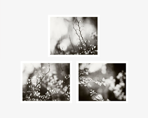 Black and White Nature Photography Art Set by carolyncochrane.com